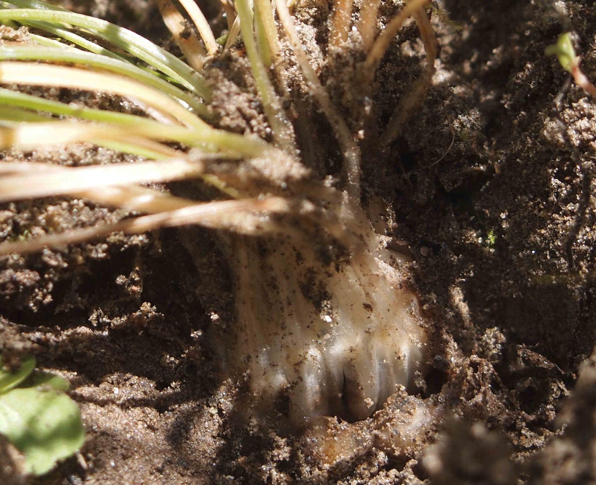 Quillwort of Durieu